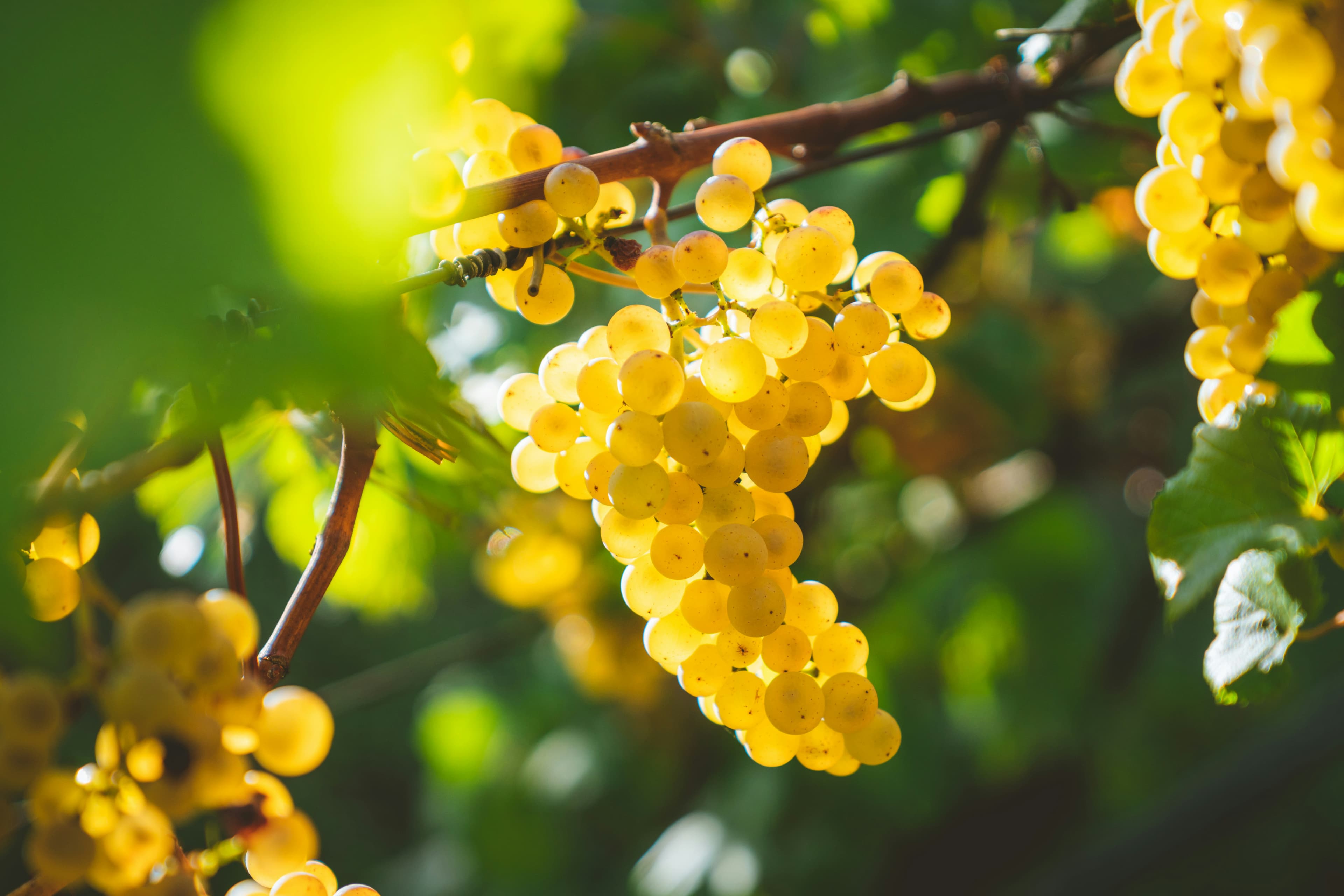 Explorez.eu — Vendanges : Vendanger une parcelle de Pinot, à la main (Côte de Beaune)